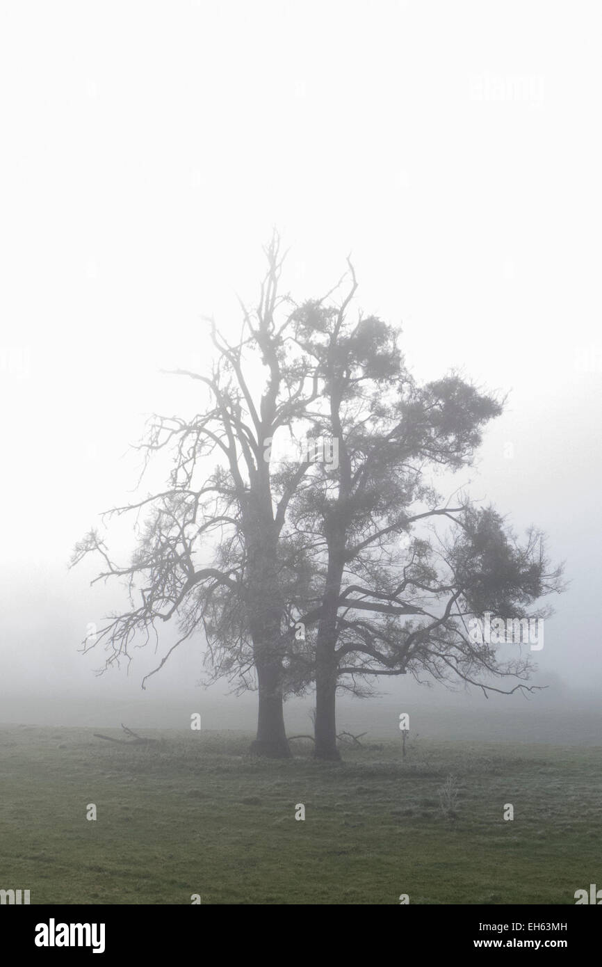 Trees in fog at Vernon, Eure, Upper Normandy Stock Photo