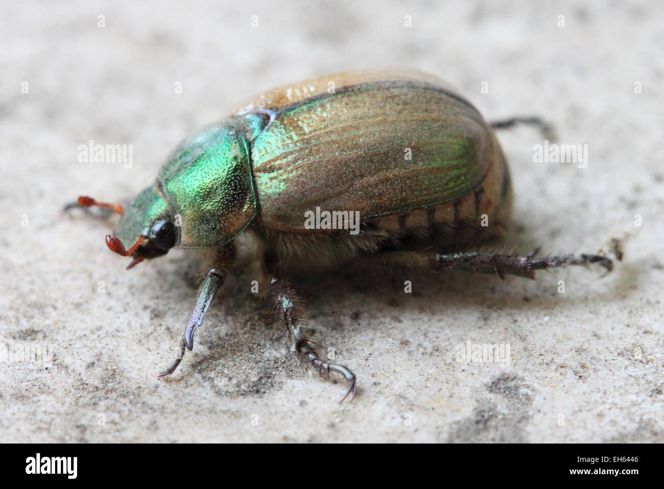 Beetle poison hires stock photography and images Alamy