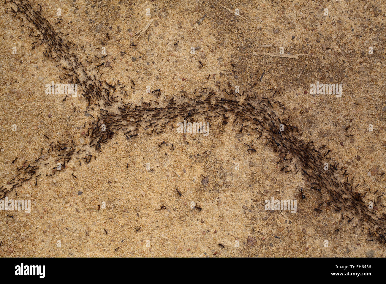 Driver, Army or Safari Ants (Dorylus sp. ). Workers and bigger soldier classes on the move. Ghana. West Africa. Stock Photo