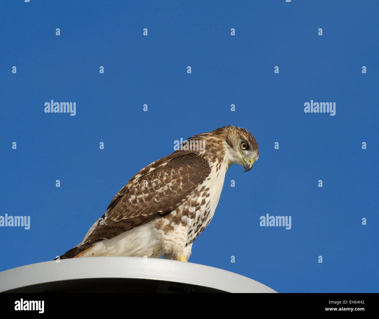 A red tail hawk resting on a light stand Stock Photo
