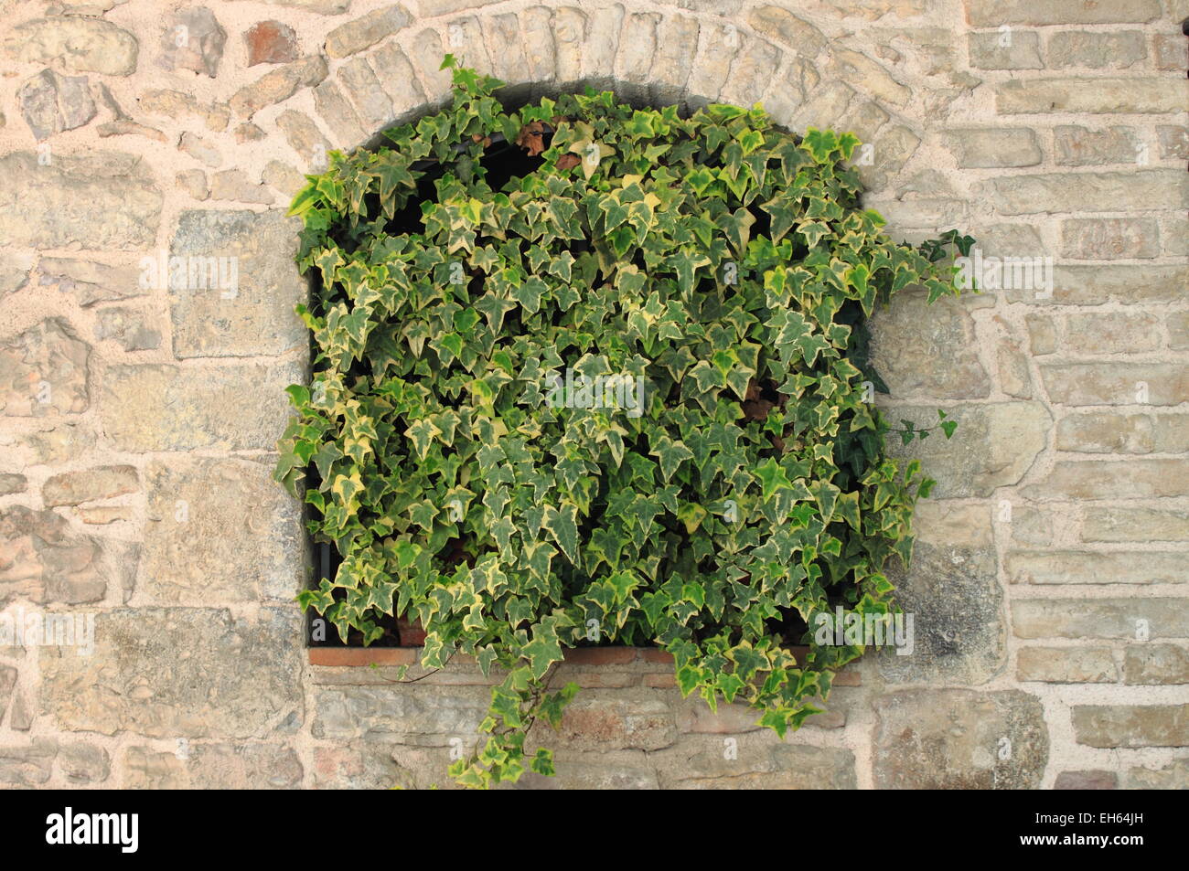 Green ivy growing on an ancient wall Stock Photo