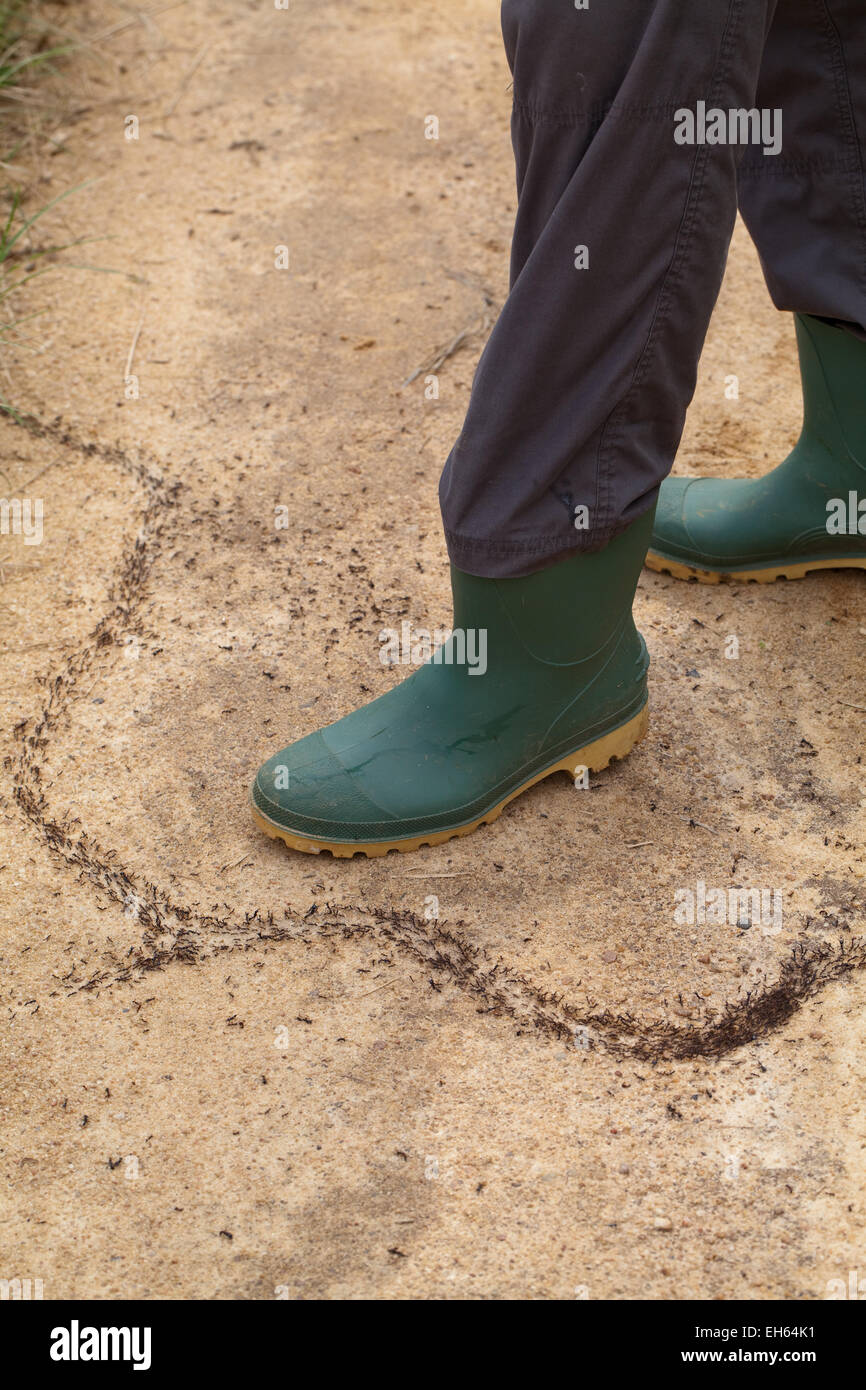 Driver, Army or Safari Ants (Dorylus sp. ). Workers and bigger soldier classes on the move. Rubber boot giving relative size. Stock Photo