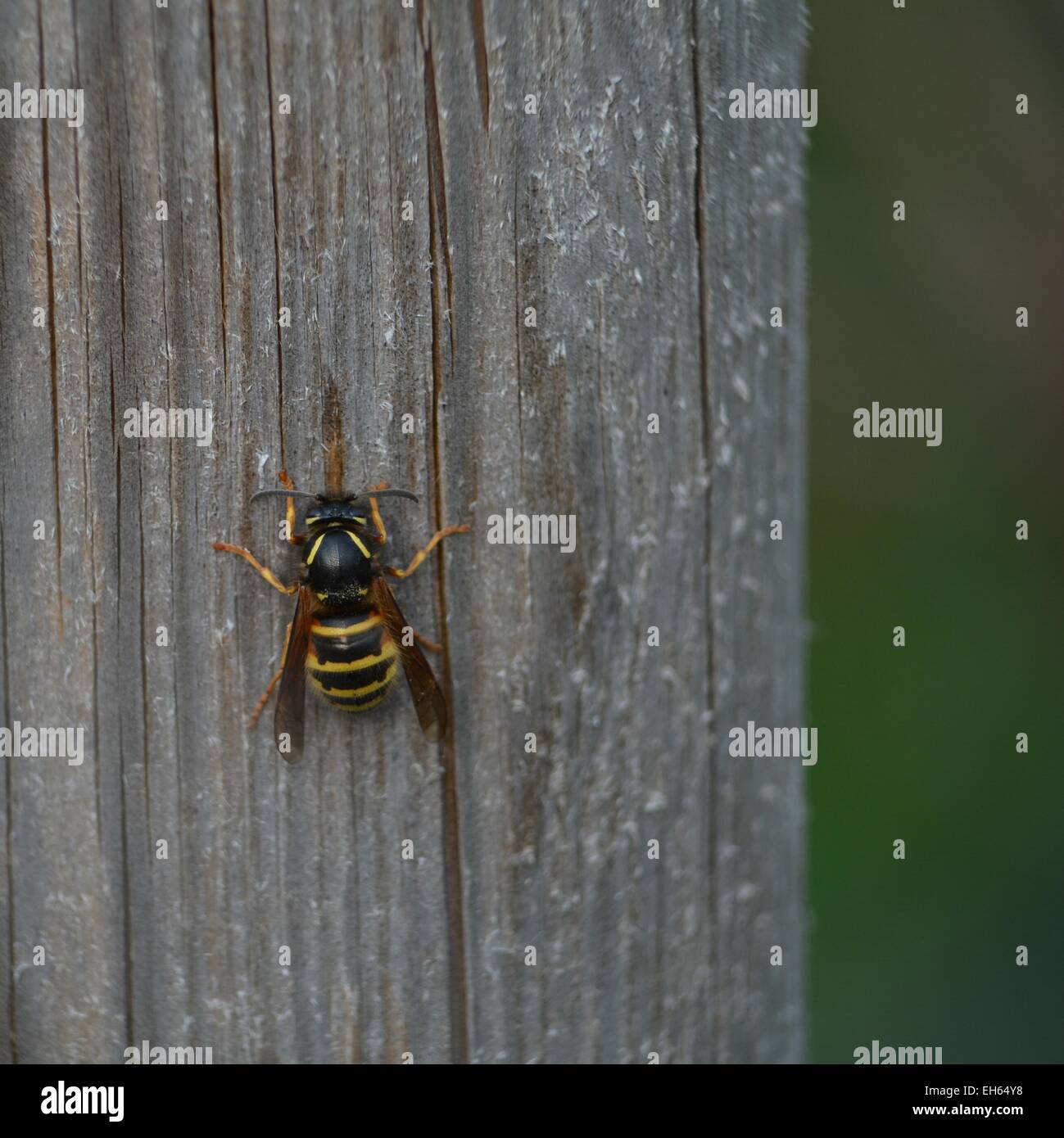 wasp sitting on a piece of wood Stock Photo
