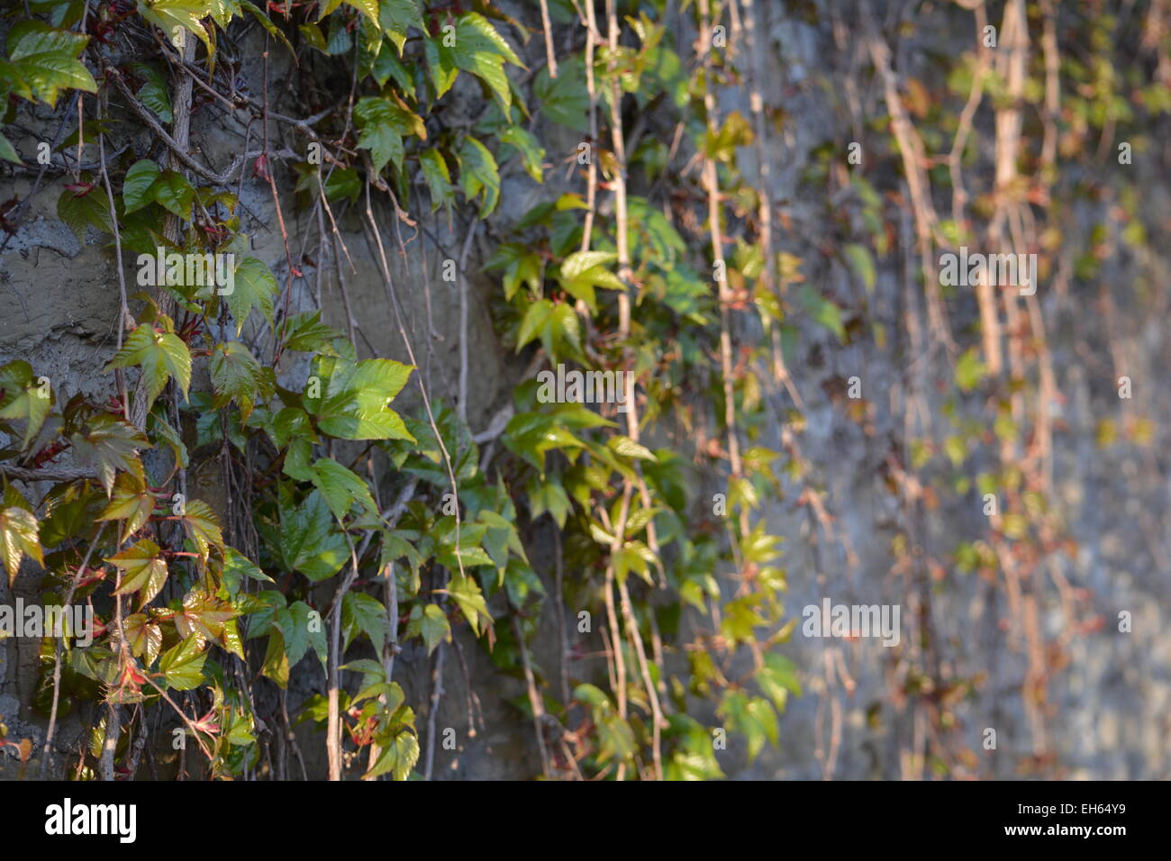 Ivy growing on a wall in summer Stock Photo
