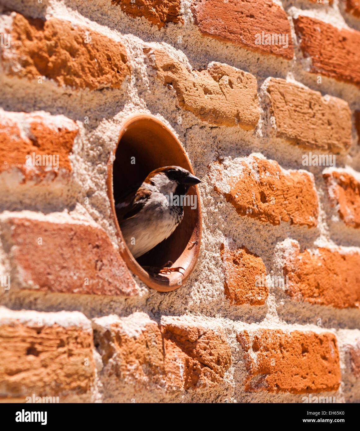 Bird standing in circular hole in red brick and mortar wall. Stock Photo