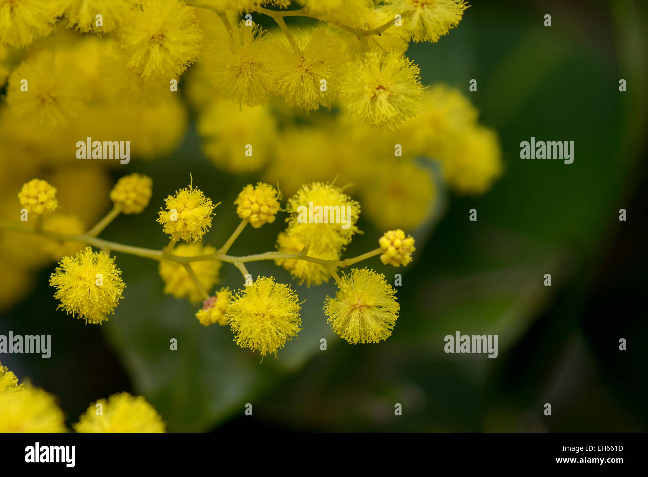 wonderful yellow mimosa flowers from the tree Stock Photo Alamy