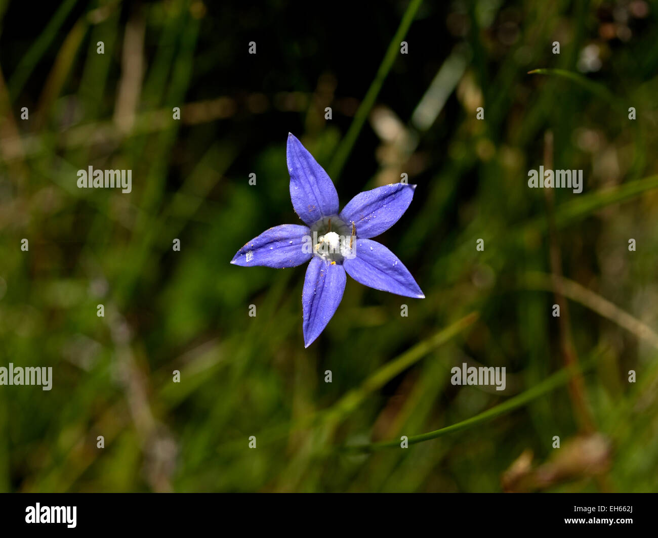 Australia: Waxy Bluebell (Wahlenbergia ceracea), Snowy Mountains, NSW Stock Photo
