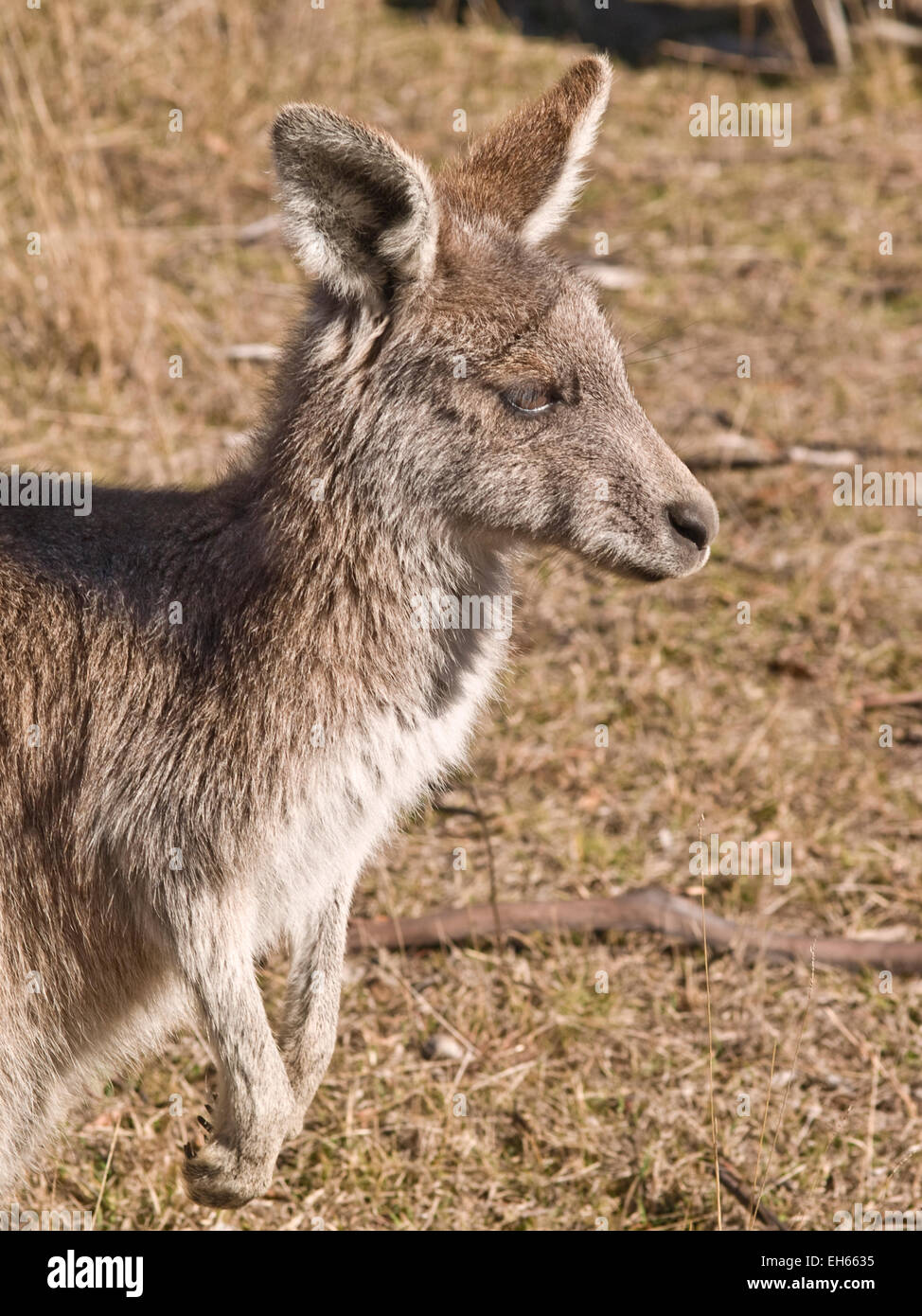 Australia: Female Eastern Grey kangaroo (Macropus gigenteus), Snowy Mountains, NSW Stock Photo