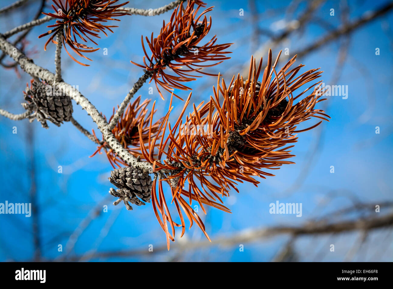 Branch from a pine tree that is dying Stock Photo Alamy