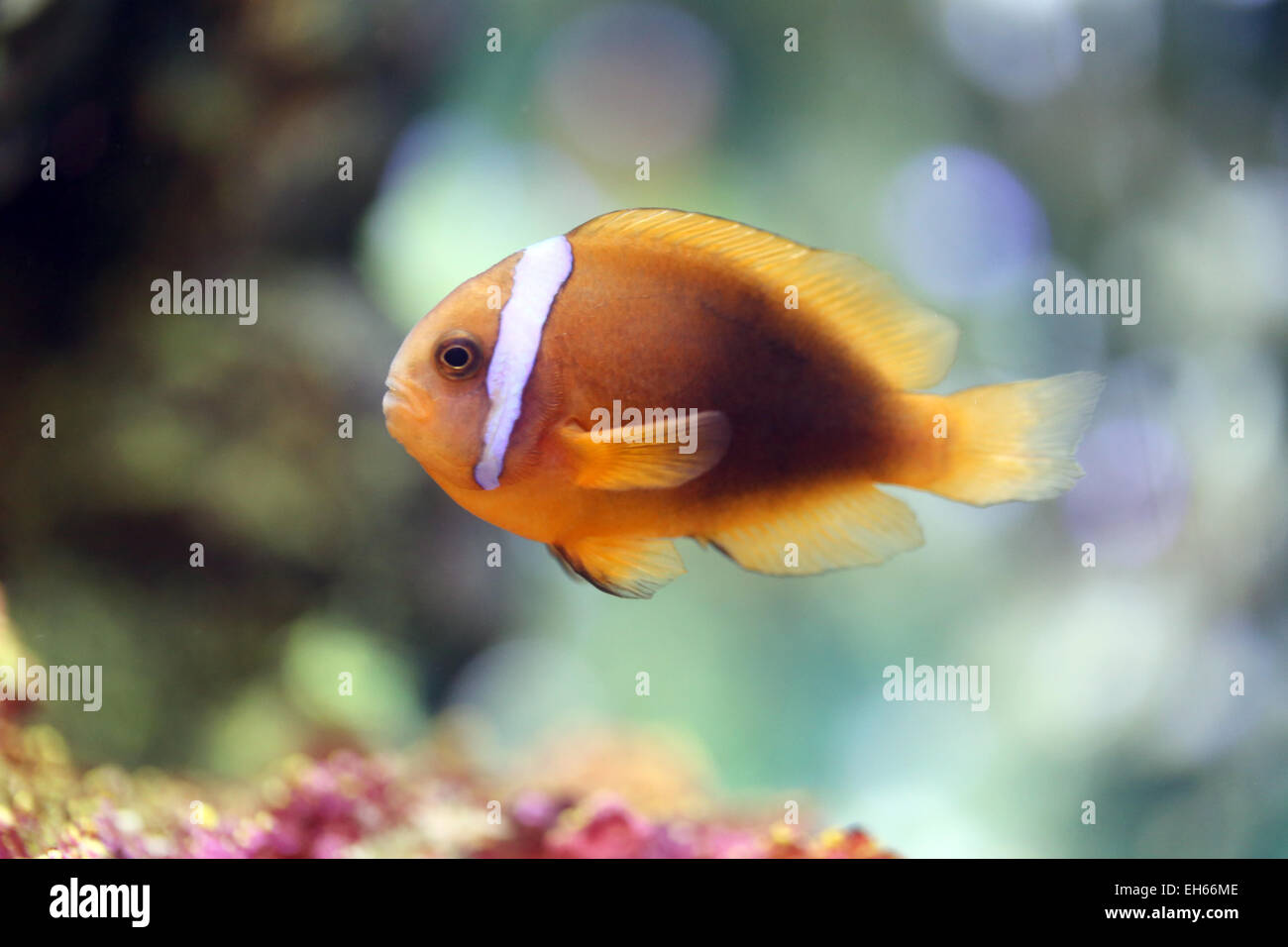 Colorful clown fish in undersea at the aquarium. Stock Photo
