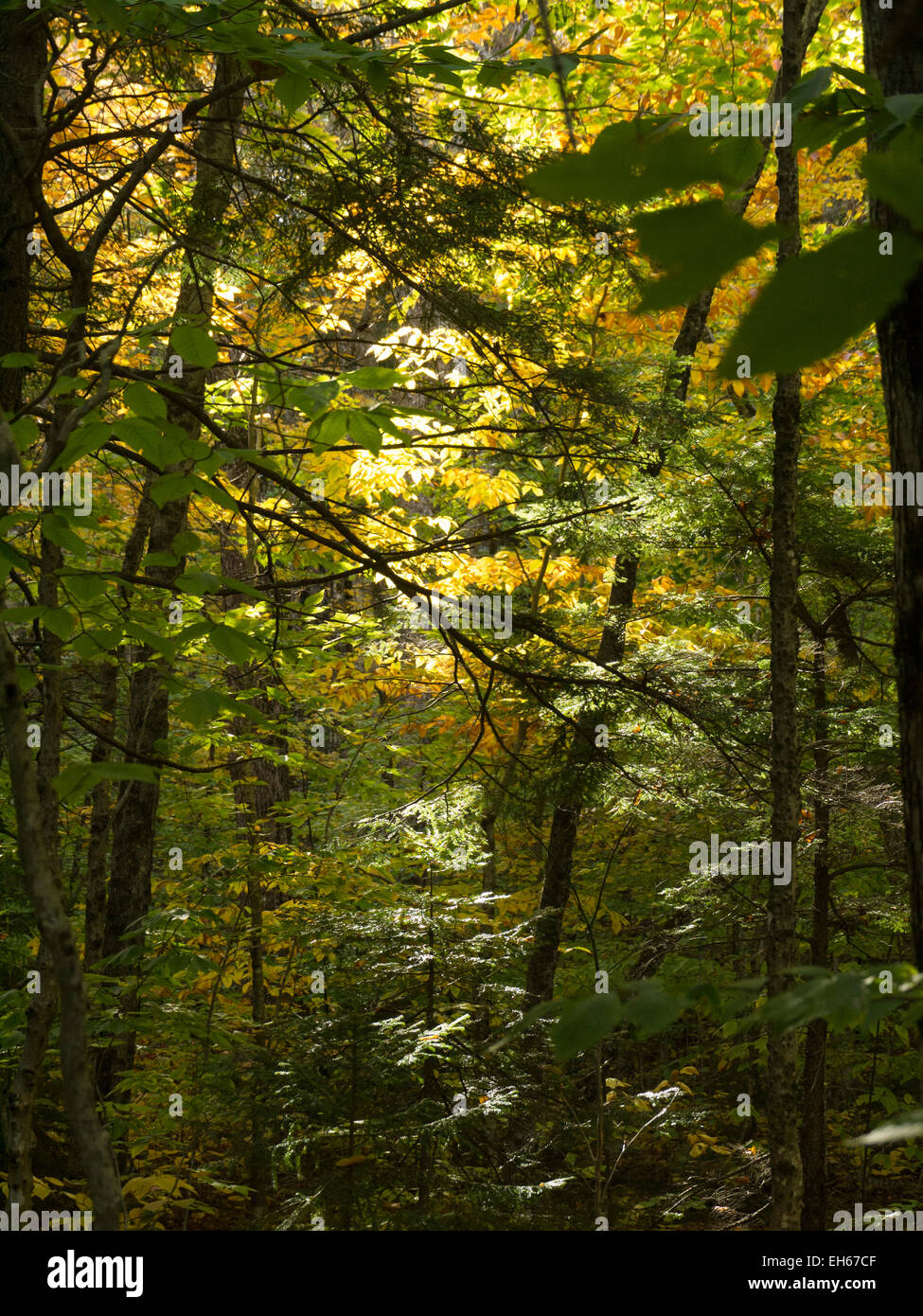White mountain national forest hi-res stock photography and images - Alamy