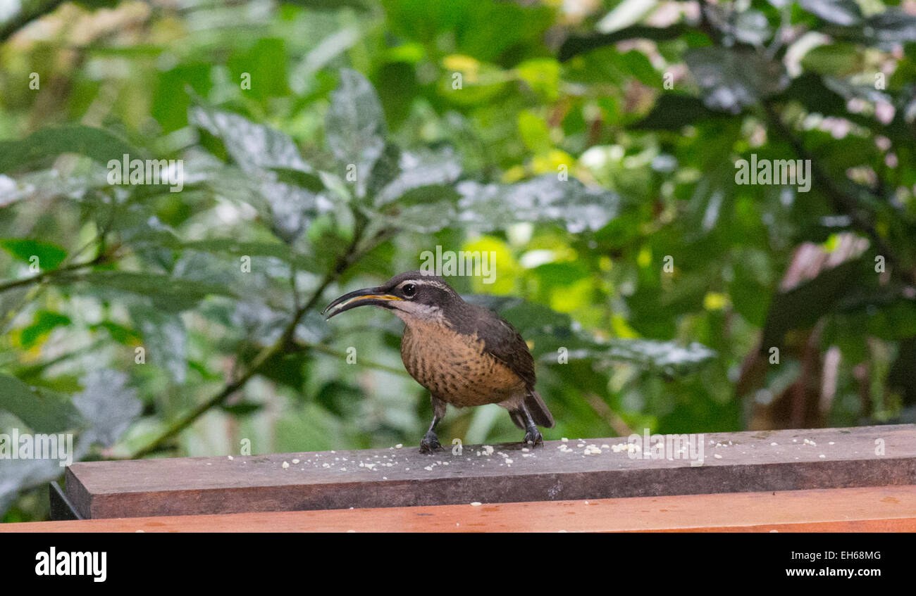 Female Victoria's Riflebird (Ptiloris victoriae), Queensland, QLD, Australia Stock Photo