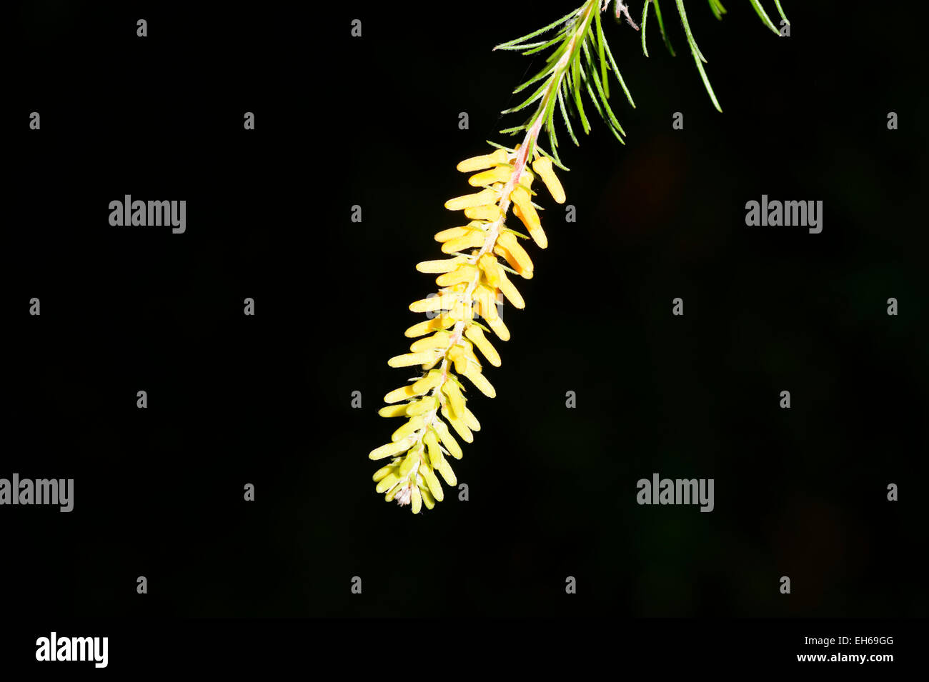 Pine-leaved Geebung (Persoonia pinifolia), Royal National Park, New South Wales, Australia Stock Photo