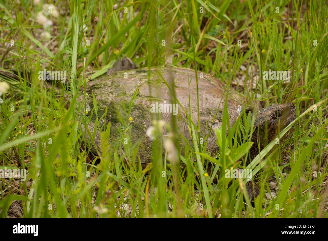 A common snapping turtle (Chelydra serpentina) well hidden amongst lakeside grasses on the Bruce Peninsula, Ontario. Stock Photo