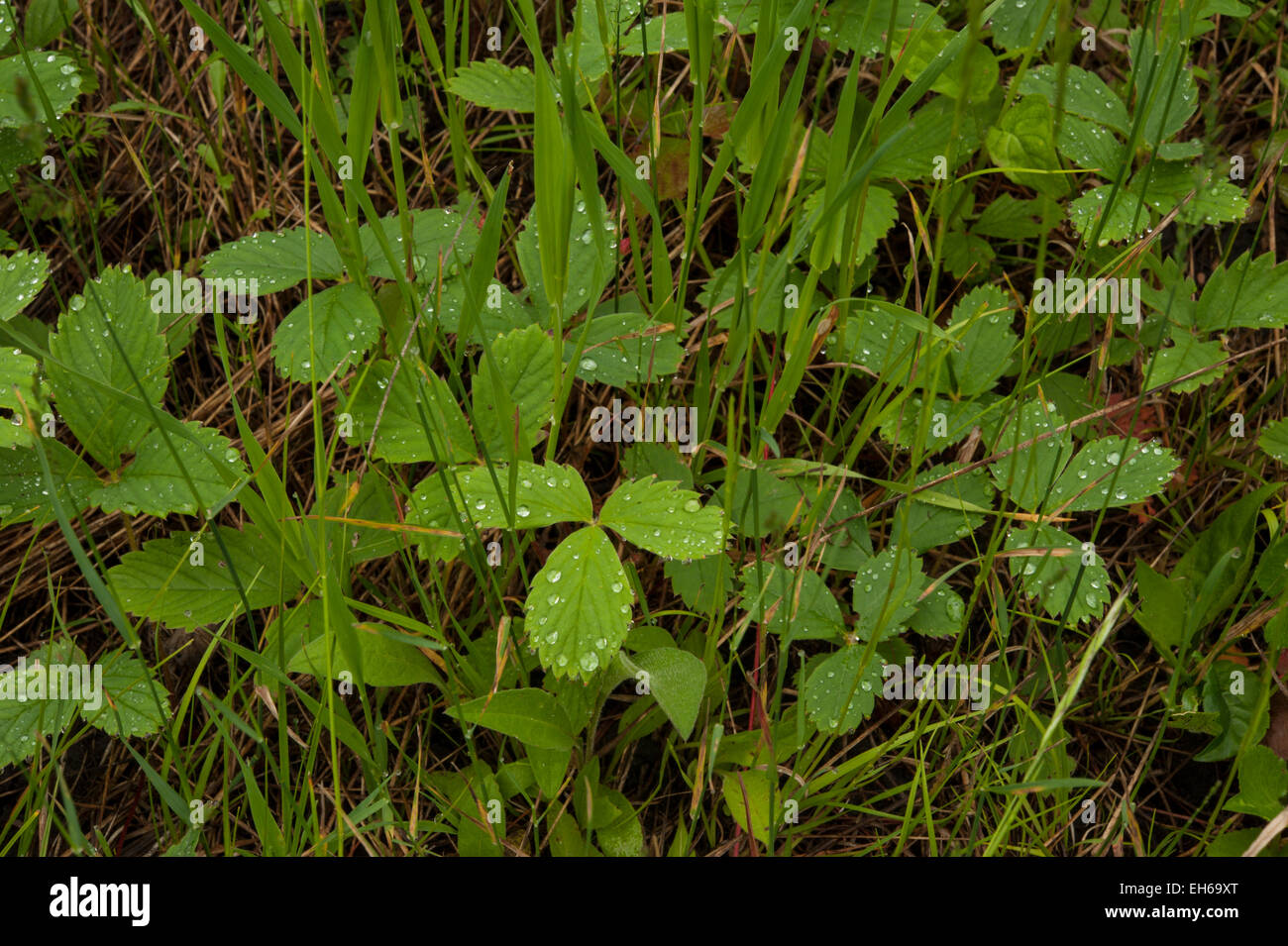 Wild Strawberry (Fragaria virginiana) plants with grass in a meadow wet with dew. Stock Photo