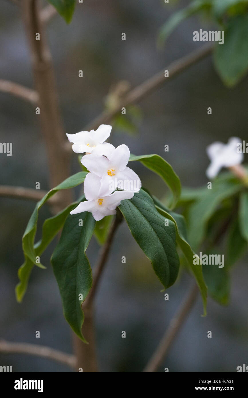 Daphne bholua 'Hazel Edwards' Stock Photo Alamy