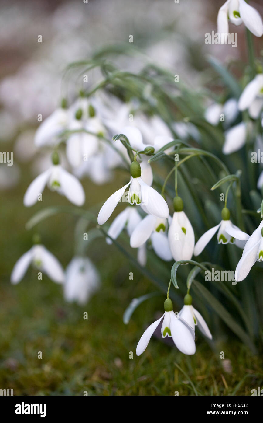 Galanthus Magnet. Snowdrops growing on the edge of a woodland garden. Stock Photo