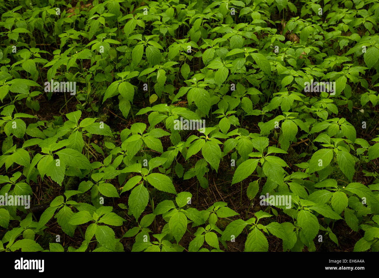 Jewel weed (Impatiens capensis) seedlings growing on a forest floor in