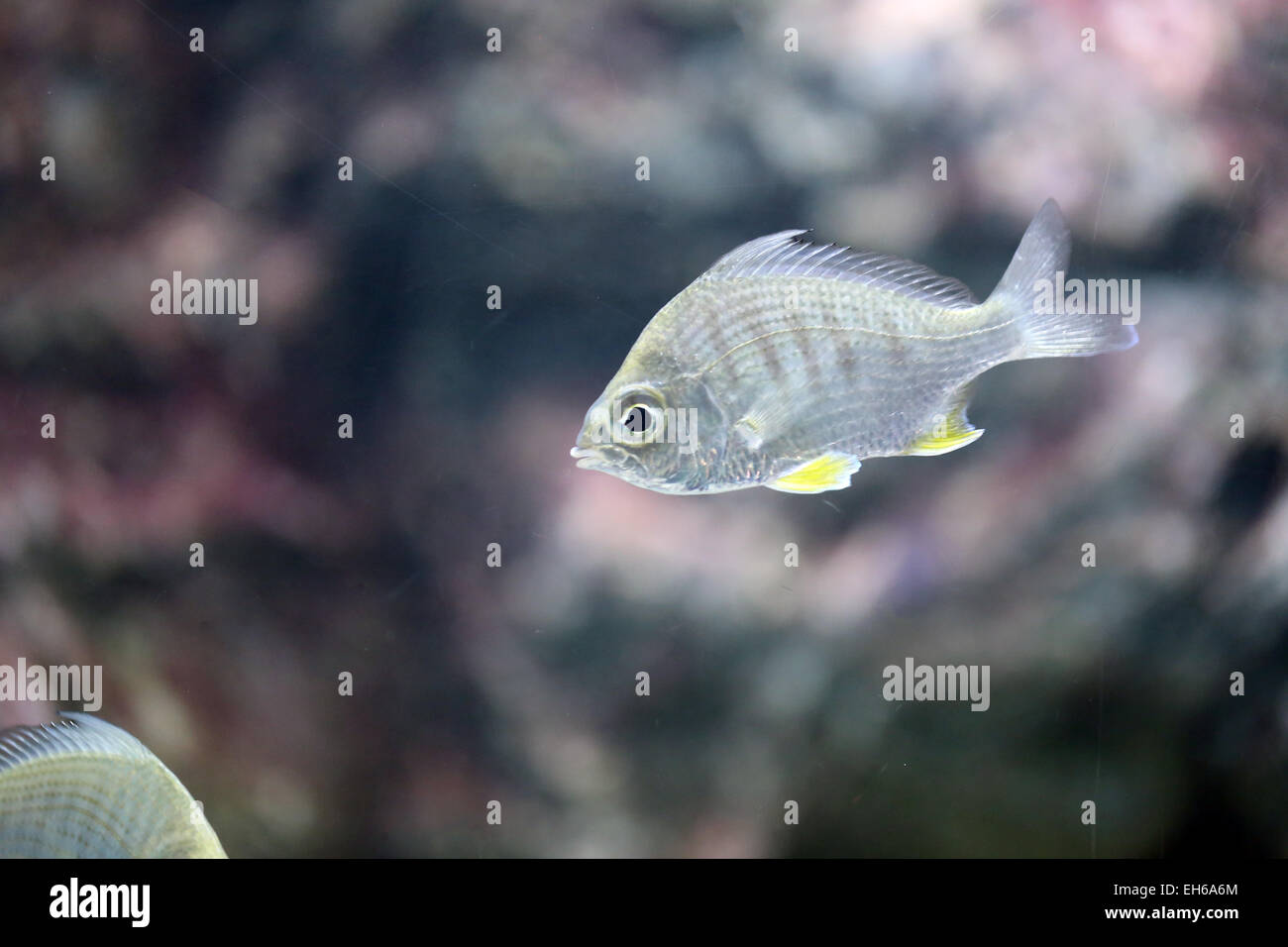 sea silver fish in a Aquarium. Stock Photo