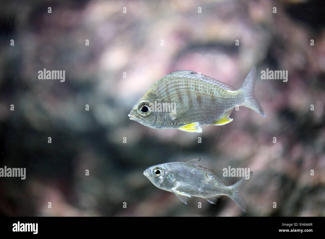 sea silver fish in a Aquarium. Stock Photo