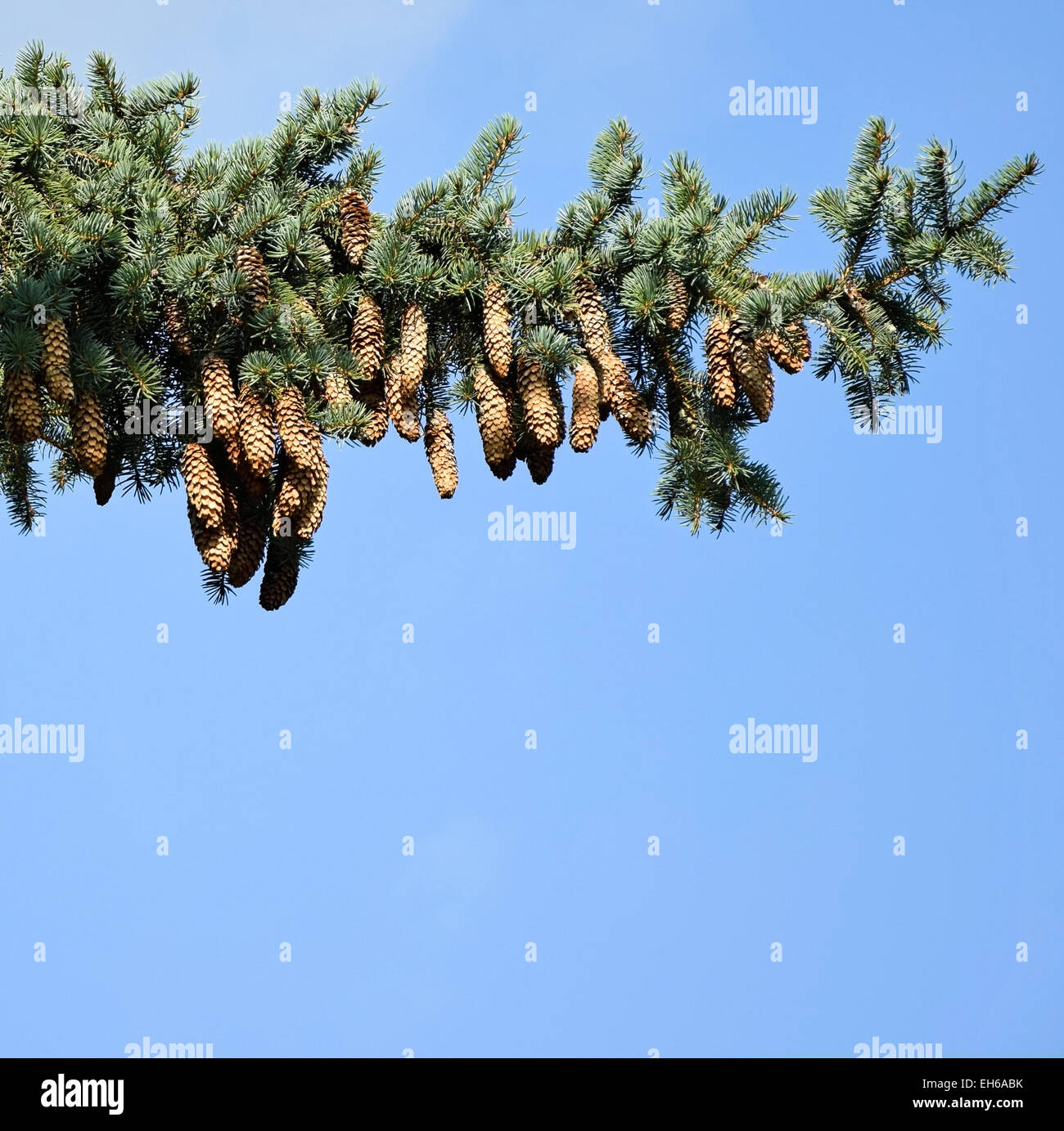 Pine tree branch with pine cones Stock Photo - Alamy