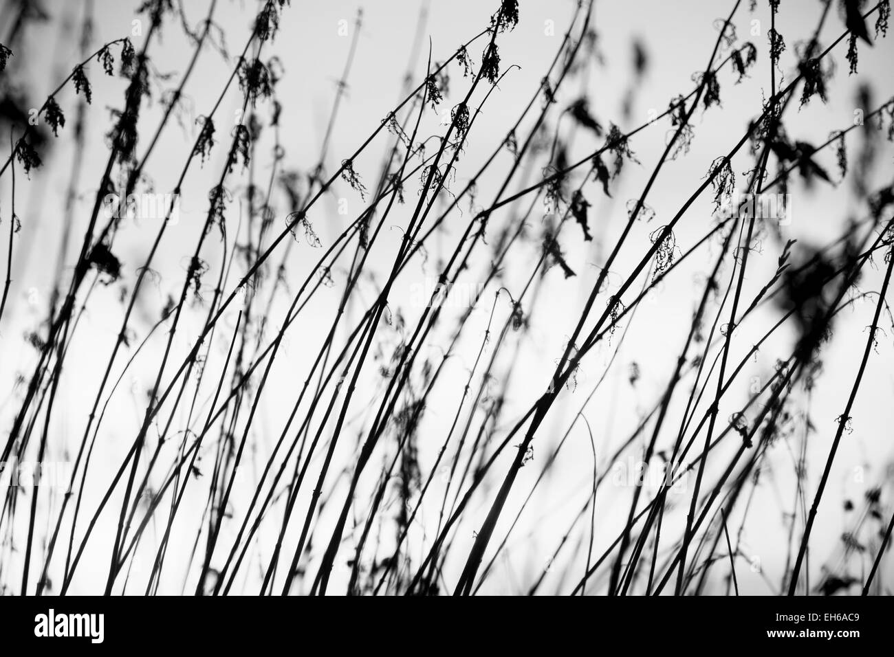 Rural grass on meadow and sunset sky - black and white Stock Photo