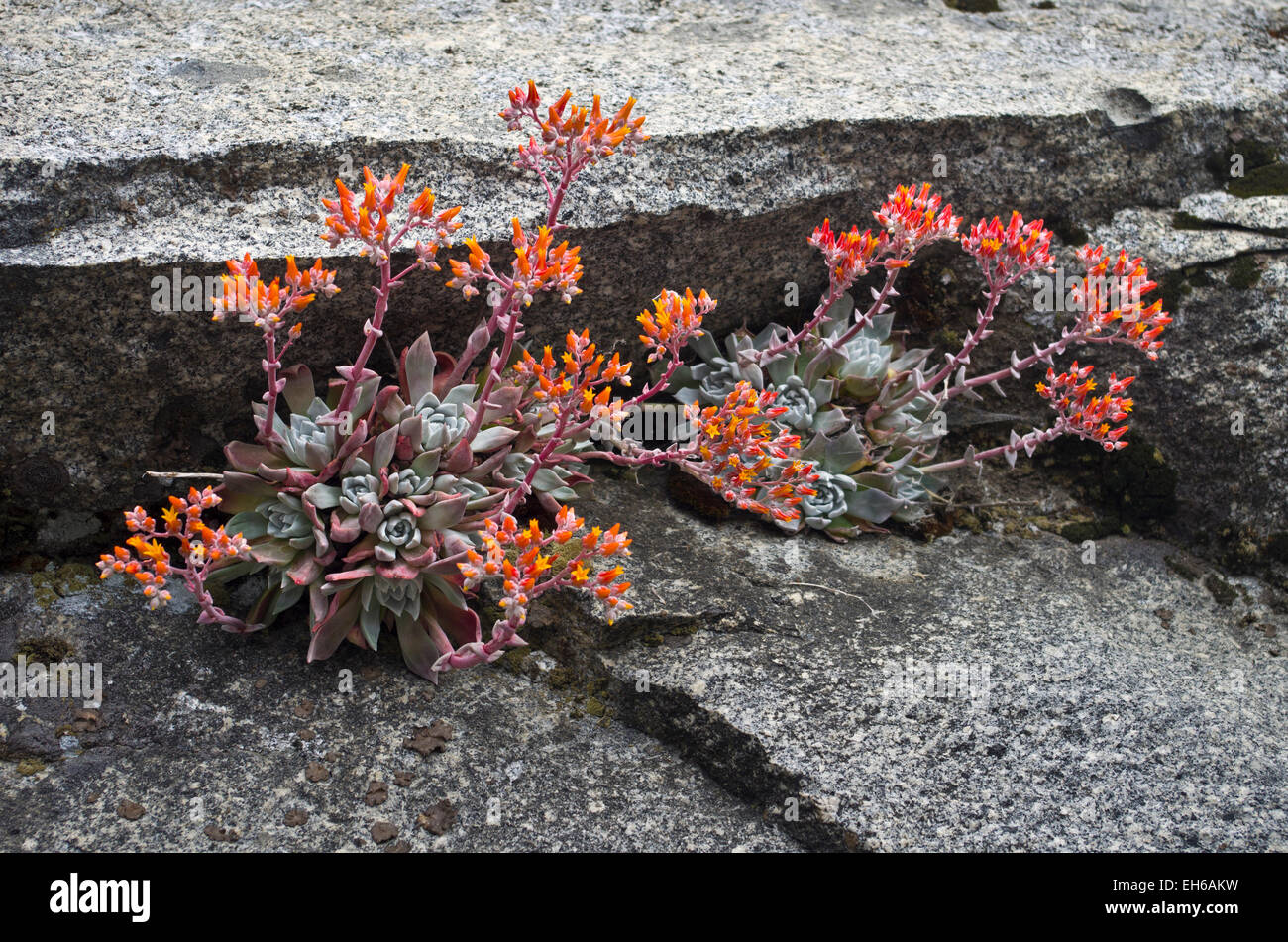 Canyon Live-forever, a succulent, along the High Sierra Trail in Sequoia National Park, California. Stock Photo