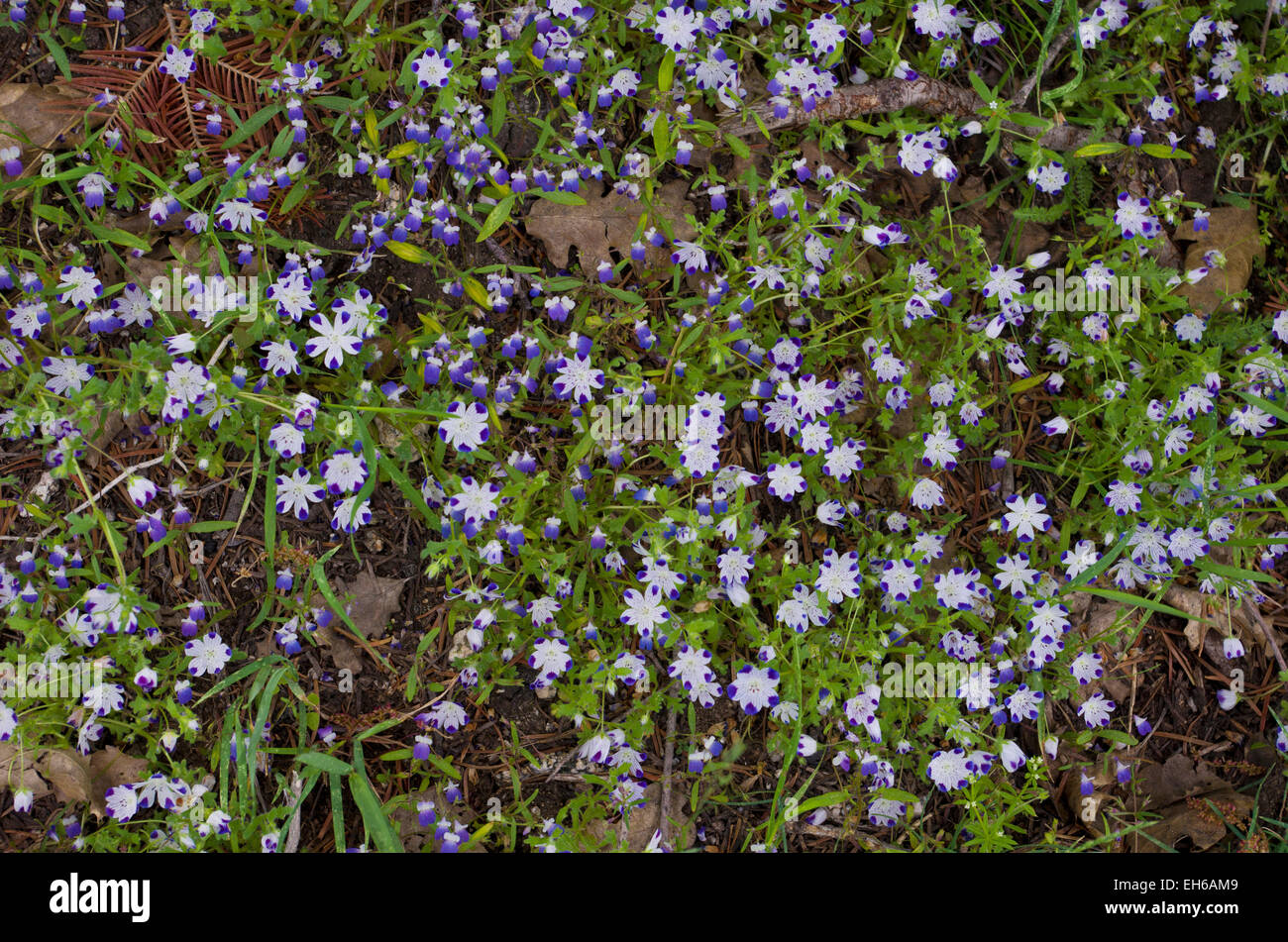 Five Spot (Nemophila maculata), wildflowers, along the High Sierra Trail, Sequoia National Park, California. Stock Photo