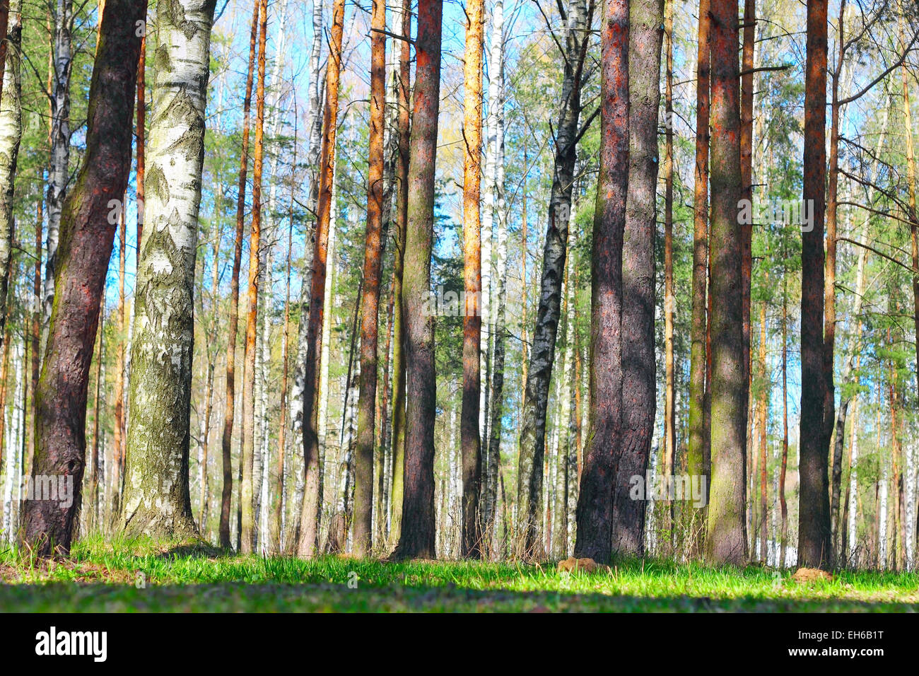 Spring park with fresh green grass ans trees Stock Photo - Alamy