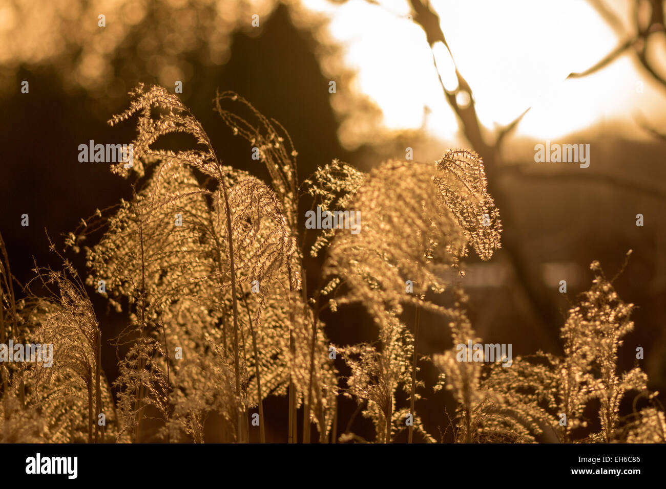 Backlit garden grasses hi-res stock photography and images - Alamy