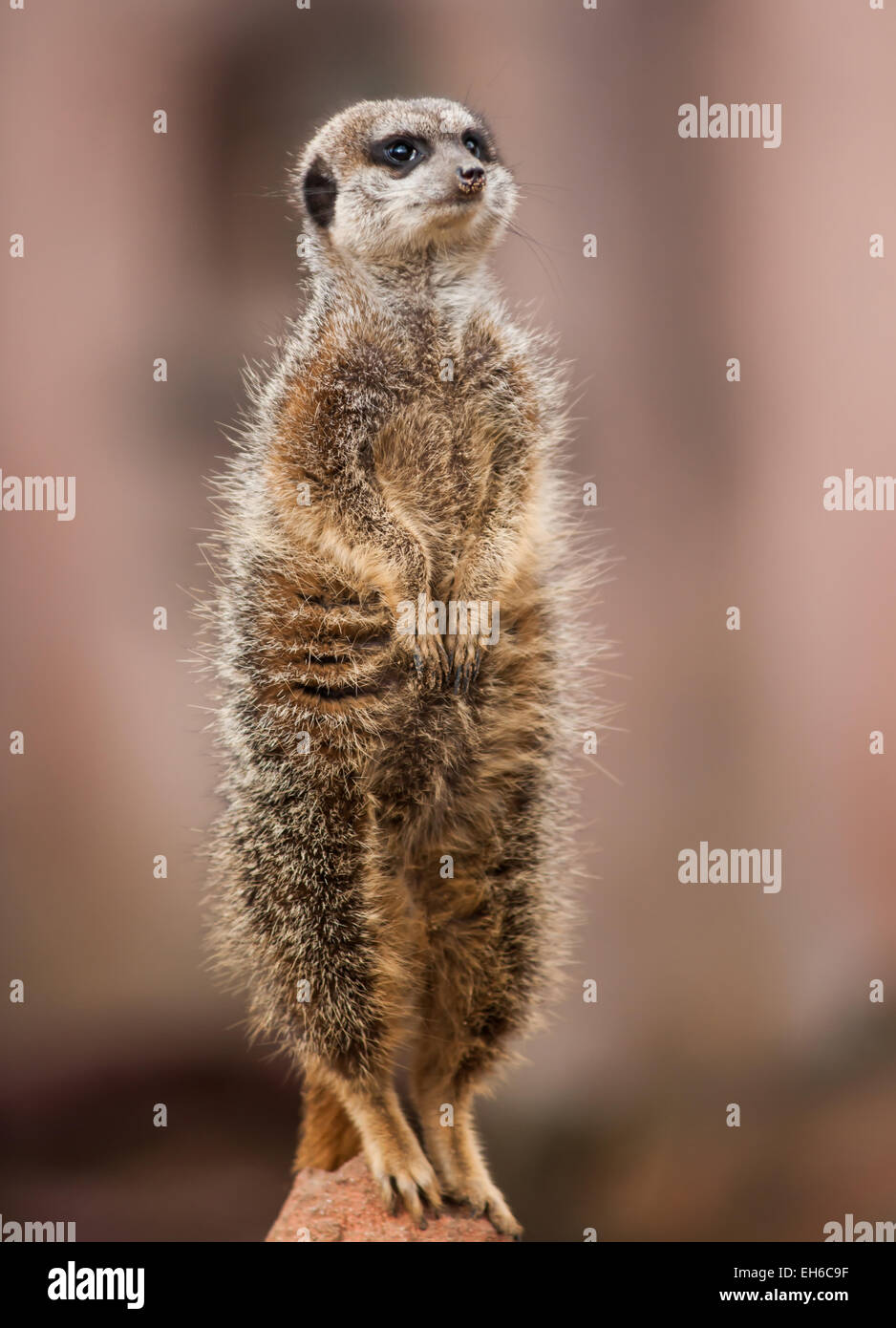 Животное стоящие на задних лапах. Сумчатый сурикат. Зверьки на задних лапках стоящие. Сурикат. Пустынный сурикат.