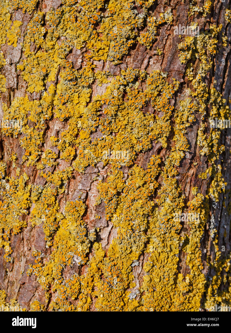Tree bark with yellow and green foliose lichen in the evening sun Stock Photo