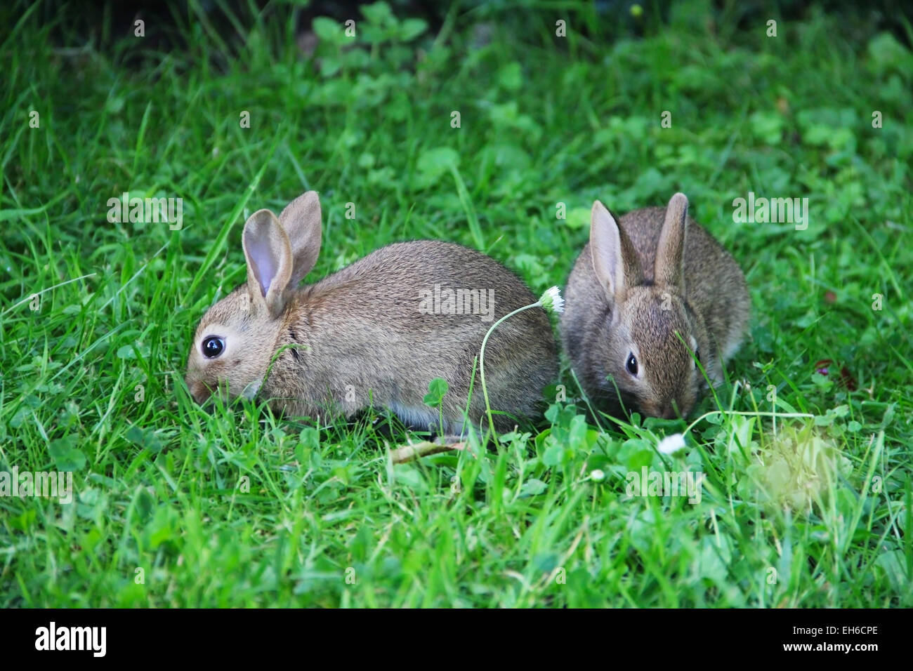 Two cute gray wild baby rabbits in grass Stock Photo Alamy