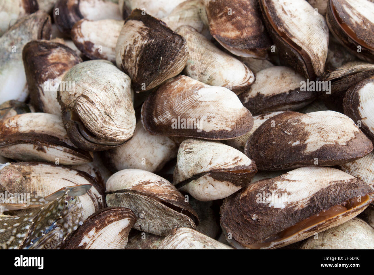 A lot of fresh clams, at a market in Phu quoc, Vietnam Stock Photo