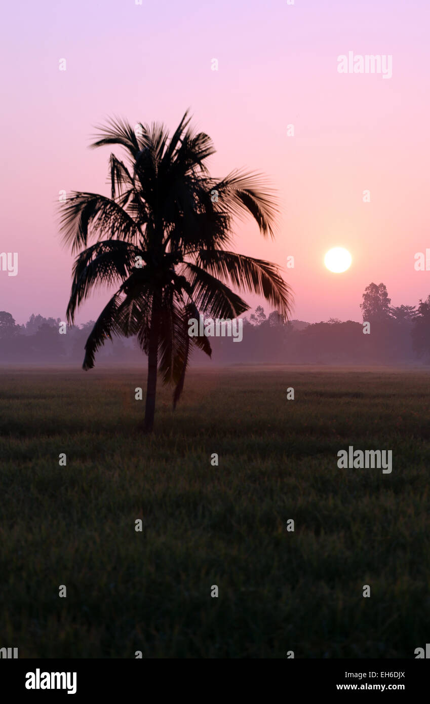 Coconut trees and paddy fields in silhouette for natural background. Stock Photo