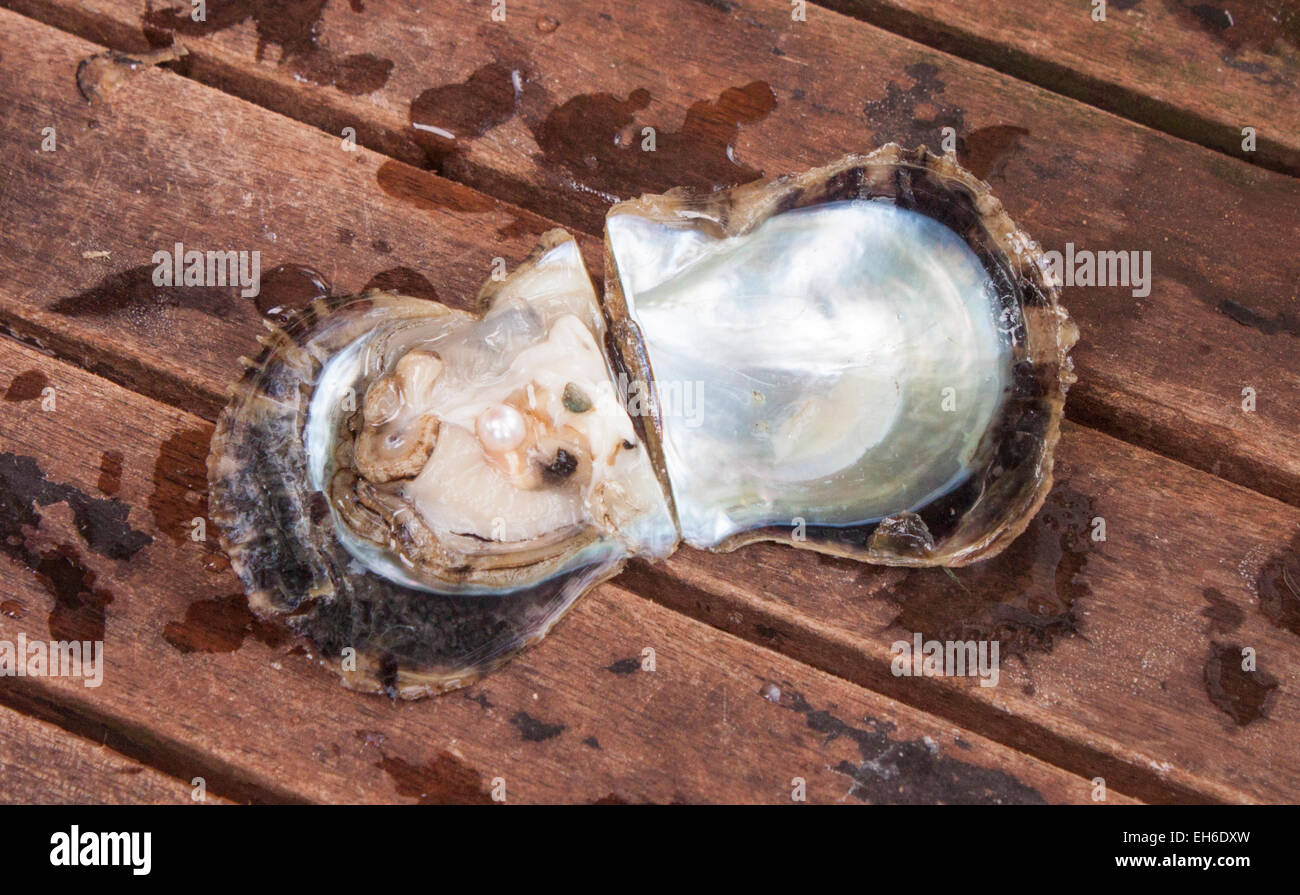A pearl in a opened oyster, on wooden background Stock Photo
