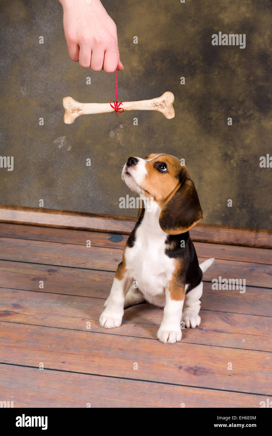 Small dog big bone hires stock photography and images Alamy