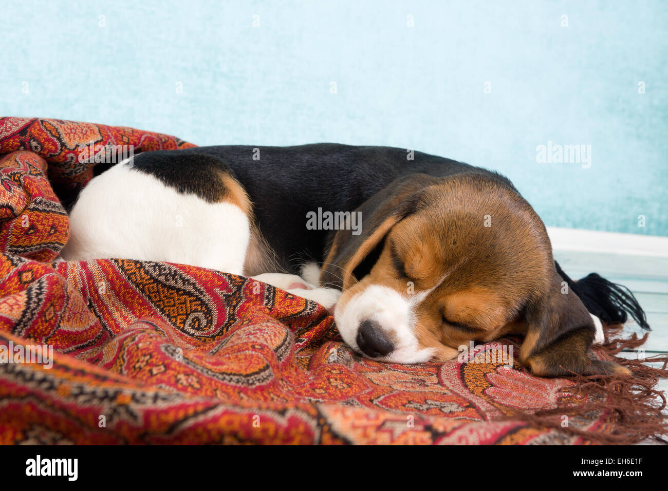 Beagle Puppy Sleeping
