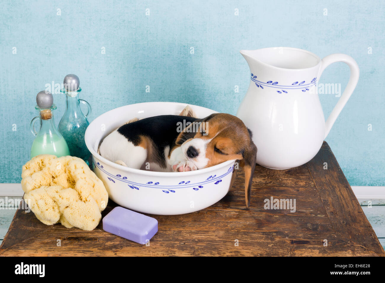 Sleepy seven weeks old little beagle puppy lying in a vintage washtub Stock Photo