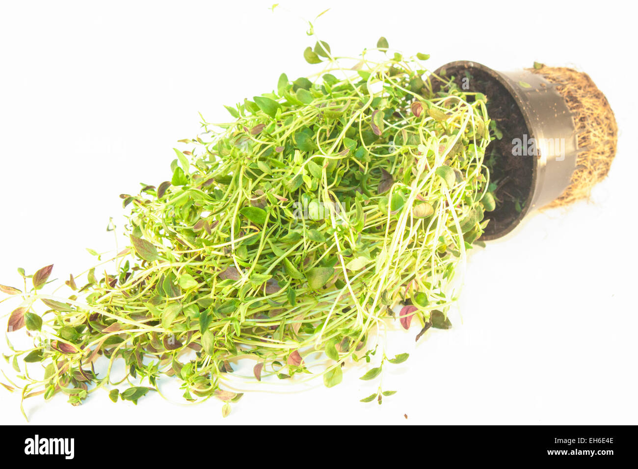 A green thyme plant, isolated on white background Stock Photo Alamy