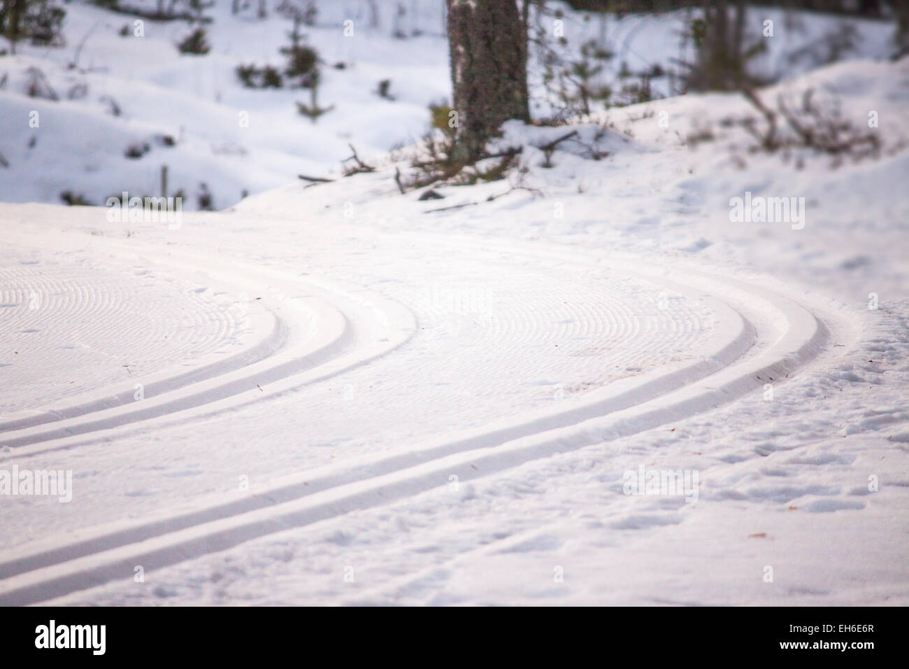 Two ski trails, in a winter forrest Stock Photo