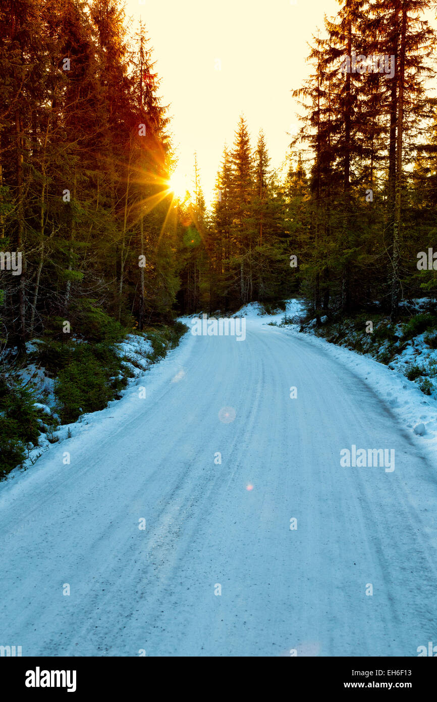 Snowy road in a forest winding through the trees with a low sun Stock Photo