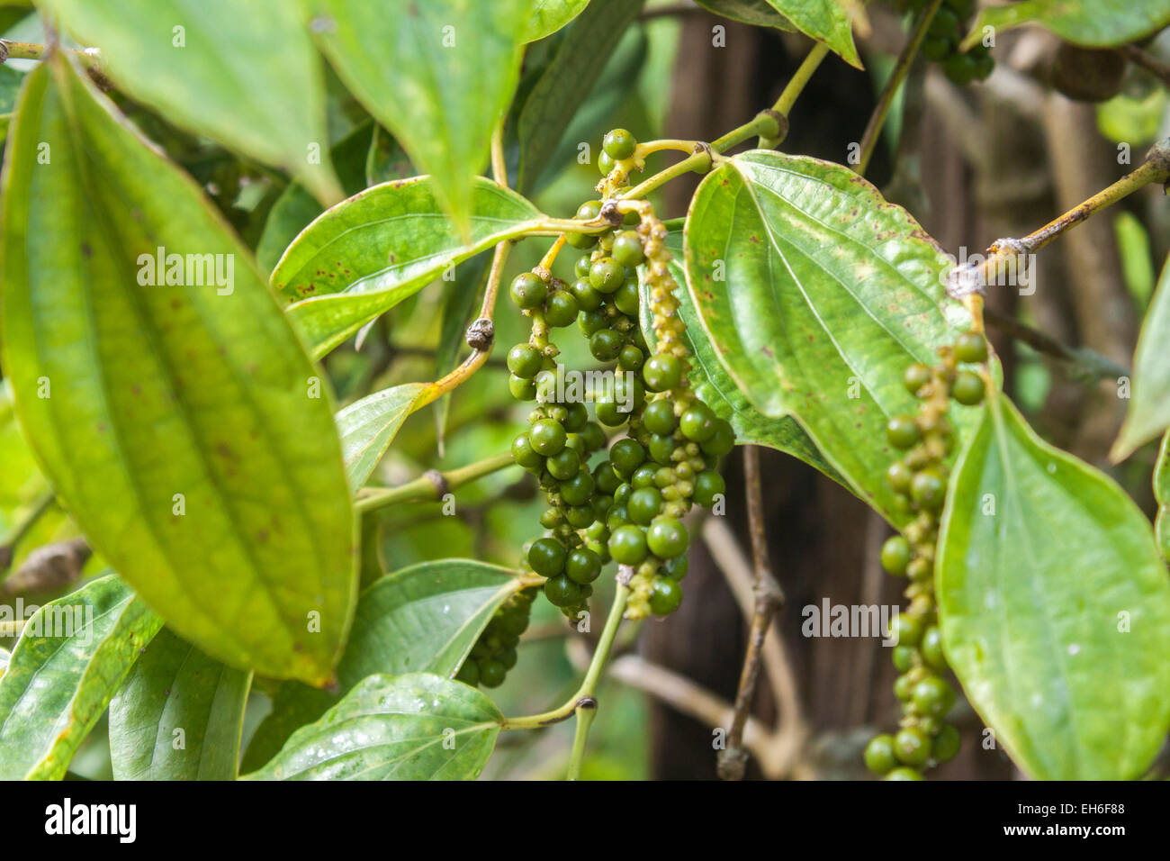 Fresh breen black peppercorns on a pepper plant Stock Photo Alamy