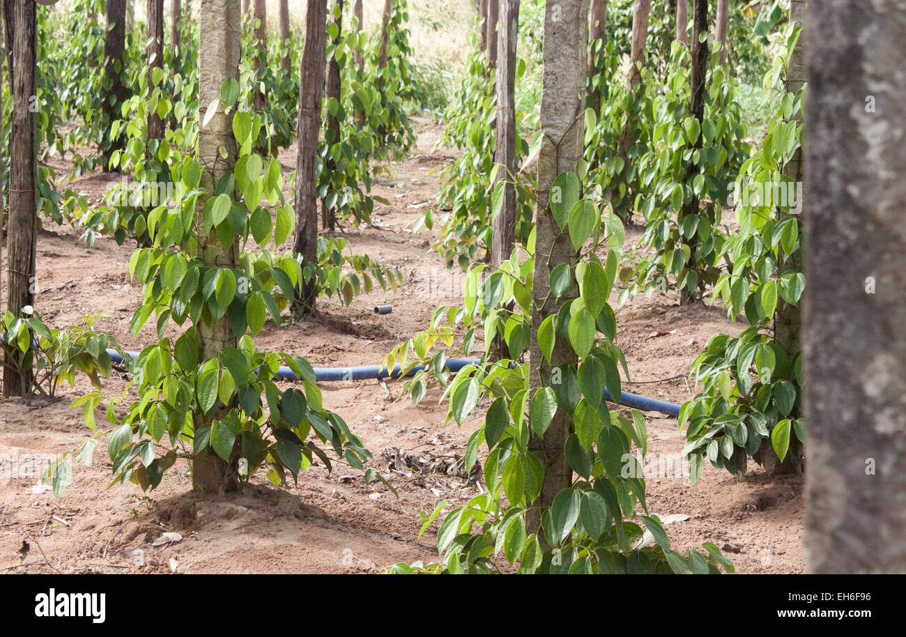 Green peppercorn plant field, in Phu quoc, Vietnam Stock Photo Alamy