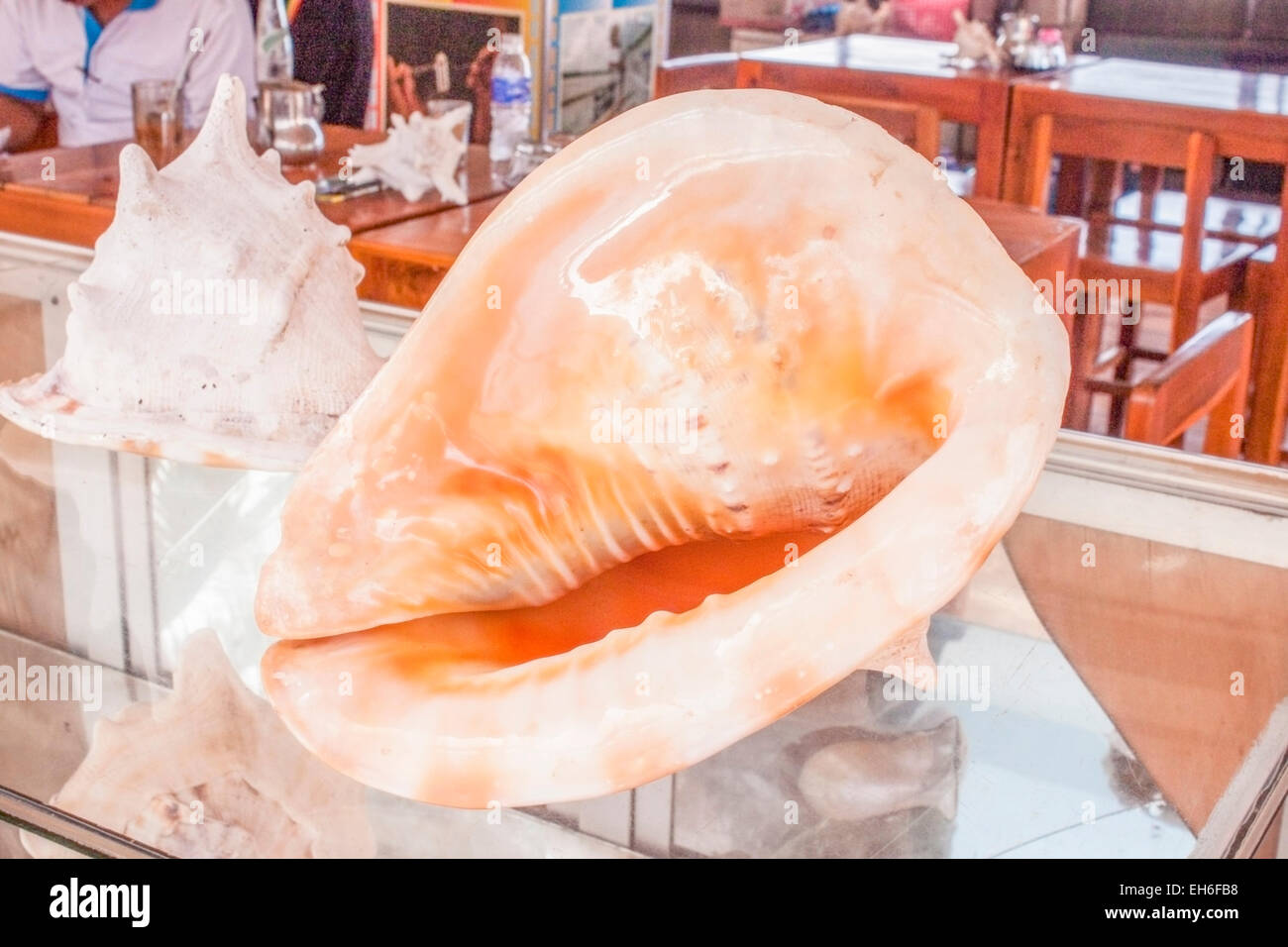 A big orange shell, on a glass table Stock Photo