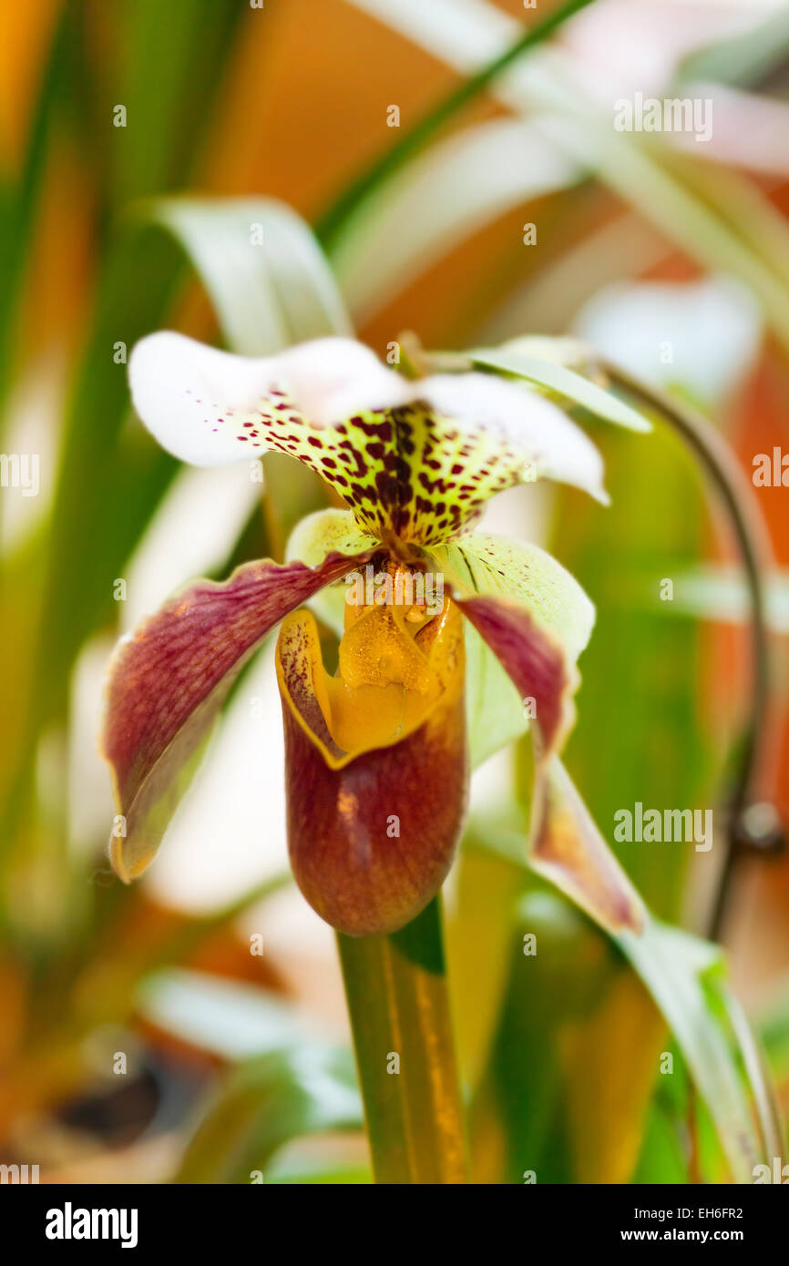 Paphiopedilum orchid against tropical greens Stock Photo