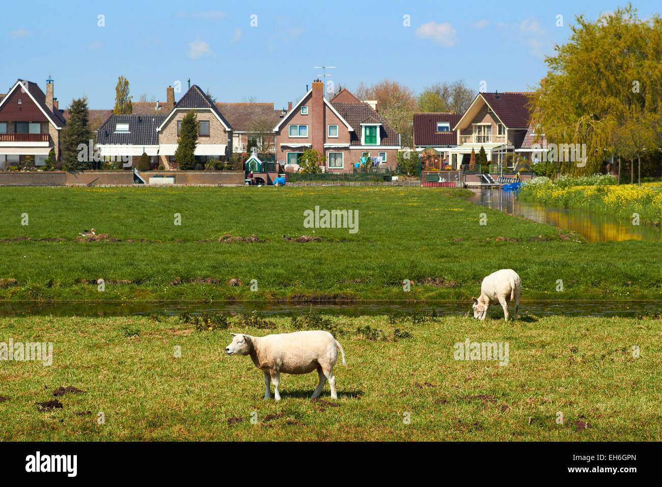 Sheep Grazing on Green Meadow near a Small Dutch Town Stock Photo