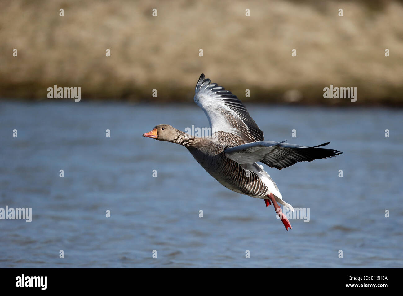 Greylag goose, Anser anser, Single bird in flight, Gloucestershire, March 2015 Stock Photo