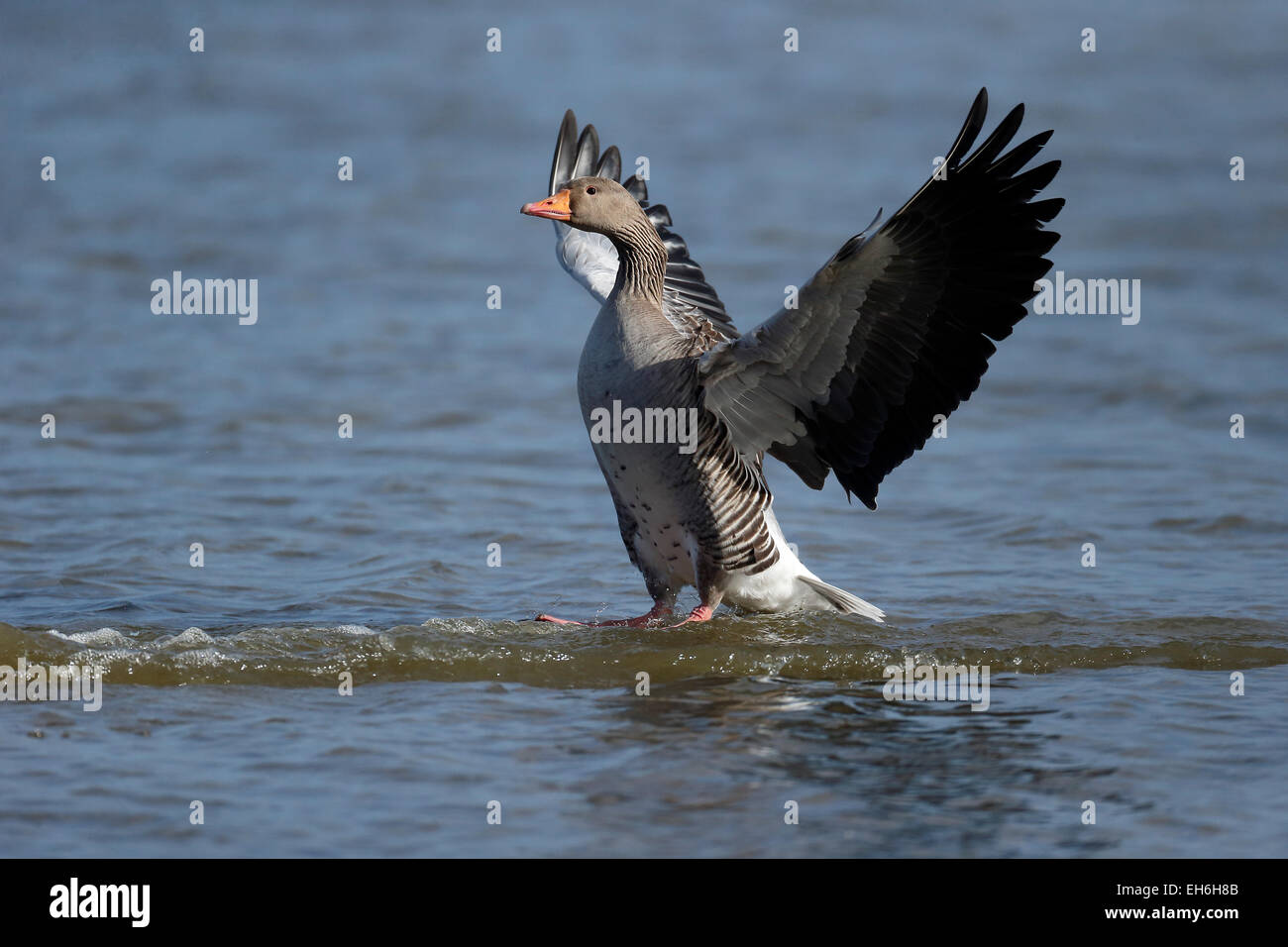 Greylag goose, Anser anser, Single bird in flight, Gloucestershire, March 2015 Stock Photo
