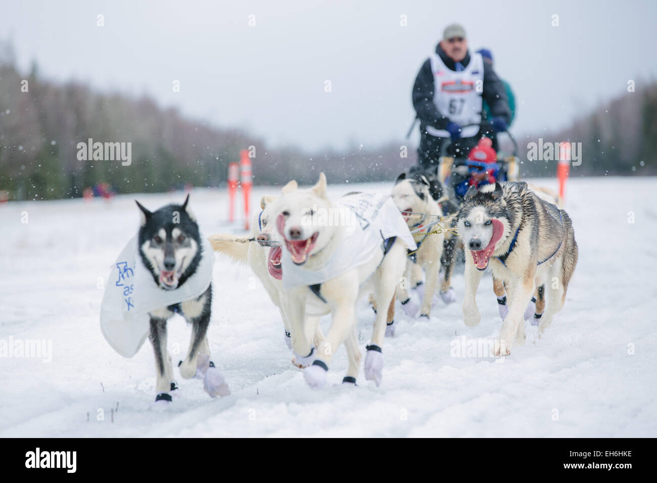 Iditarod rookie Chuck Schaeffer arrived at the finish of the ceremonial start to the 2015 Iditarod Sled Dog Race at Anchorage (USA) on March 7, 2015. Photo: Joshua Corbett/dpa (zu dpa: Alaska, Land des Hechelns: «Das härteste Schlittenrennen der Welt» vom 08.03.2015) Stock Photo